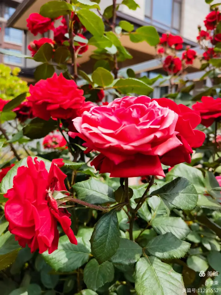 2025小区里随拍枚瑰花绽放👍🏻👍🏻欢迎👏👏大家欣赏✌✌“原创”(27)。